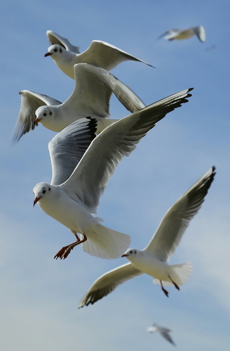 Phoenix Soars